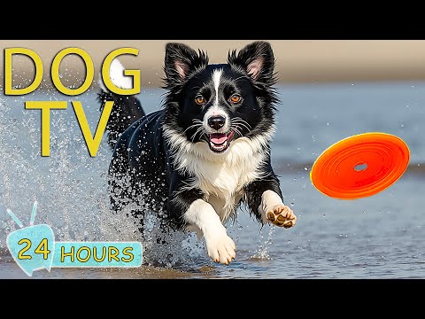 DOG TV: Fun Video & Calming Music to Prevent Boredom & Anxiety for Dogs Home Alone - Music for Dogs