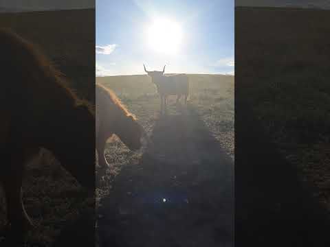 A Highland Cow Sunset in Colorado