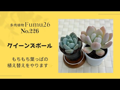 【多肉植物】クイーンズボールを仕立て直していきま〜す✨