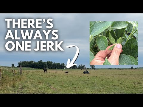 3 problems: a naughty calf, sliced tire & aphids show up | Day in the life of a 27 year old farmer