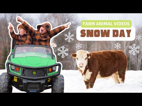 Roshek's Surprise Snowy Day on the Farm! KIDS RIDE POWER WHEELS/COWS/PIGS/GOATS