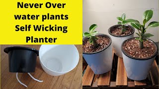 How to not overwater your plants, using wicking container keep plants happy never over water.