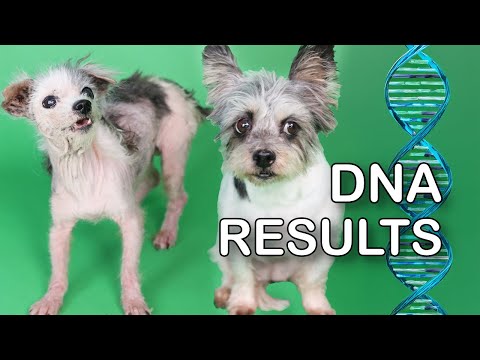 Are They Related? Pippa & Polly DNA Results (LIVE 🔴)