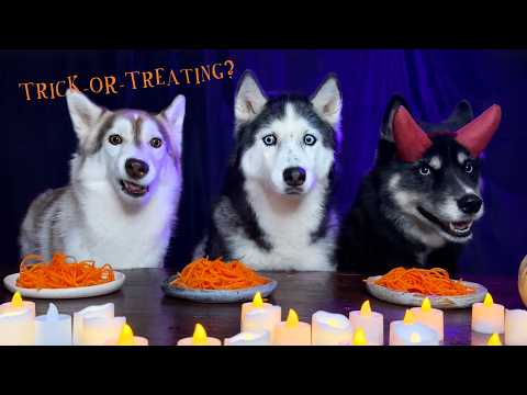 Spookiest Halloween Foods for Dogs! Huskies and Cats Tasting Food