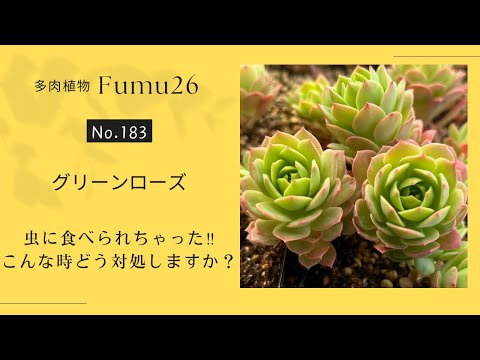 【多肉植物】仕立て直します　グリーンローズ