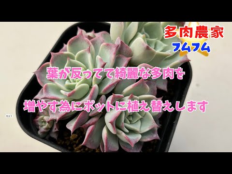 【多肉植物】反り返り多肉⤴︎ これは綺麗なので増やしま〜す✨