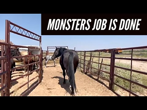 CATCHING FOALS | CATCHING MONSTER #monster #pocodriftnwinn