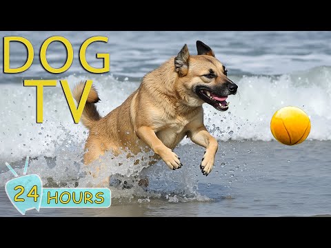 DOG TV: Best Video Entertain for Bored and Anxiety Dogs When Home Alone - Happy Music for Dogs