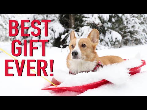 CHRISTMAS DAY - Topi the Corgi