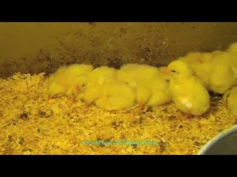 Yellow Baby Chicks 1 Week Old