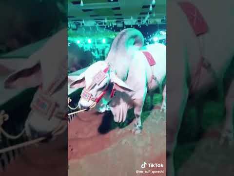 beautiful white cow tiktok video