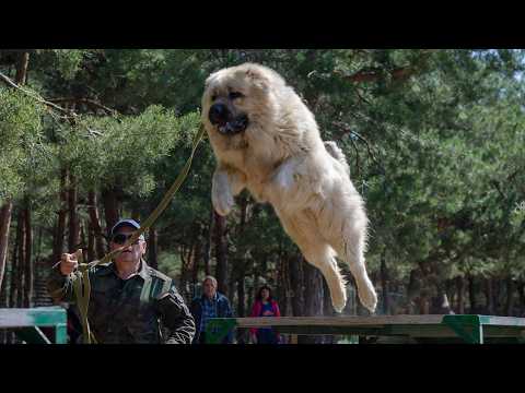 Champion in dog wrestling - Caucasian Wolfhound!