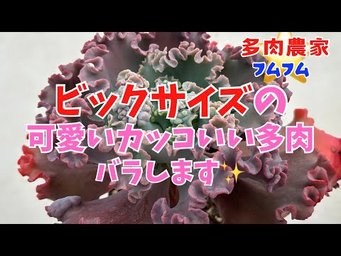 【多肉植物】ビックサイズ‼️‼️ゴルゴンズグロット　バラしてみました✨