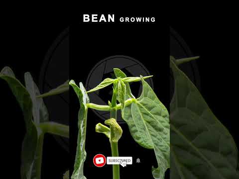 BEAN GROW Time Lapse #shorts