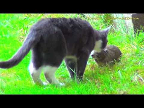 Cat and Guinea Pig