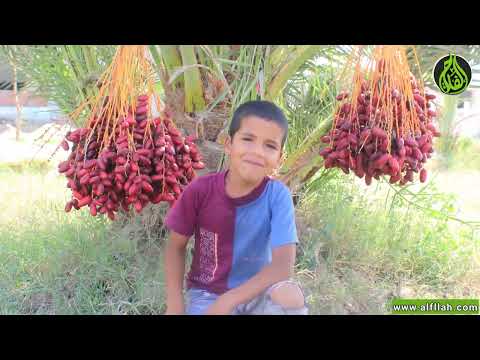 النخيل المصري افضل نخيل في العالم_The best palm in the world