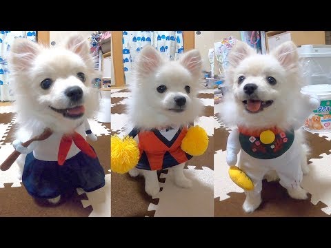 立ってるみたい！ポメラニアンの子犬３変化！かわいいでしょwぽこあぽこ