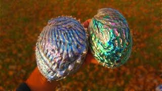 How To Polish Abalone Shells Like a Pro! Contour and Level Polishing Paua, Pink, & Midas Abalone!