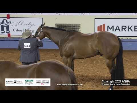 Select Aged Geldings - 2024 AQHA World Championship Show