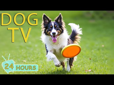 DOG TV: Video Entertain Prevent Boredom for Dogs While You’re Away - Music Collection Relax for Dogs