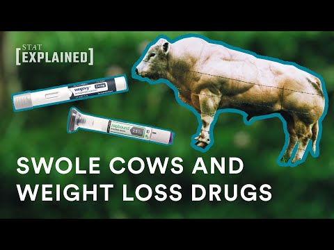 Swole cows and weight loss drug research?