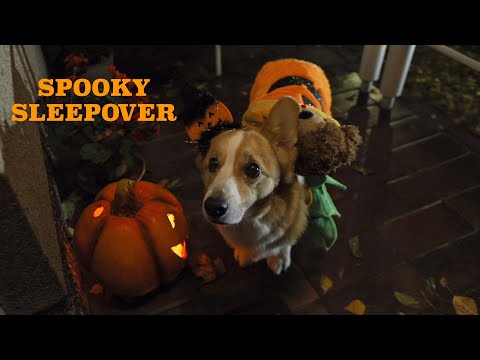 HALLOWEEN SLEEPOVER - Topi the Corgi