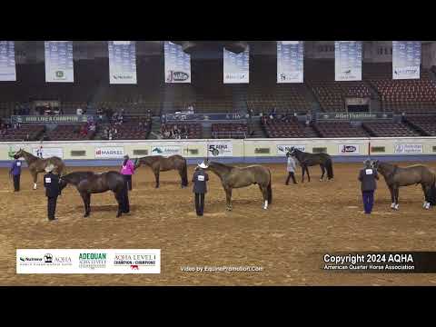 Performance Halter Geldings - 2024 AQHA World Championship Show