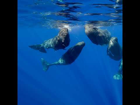 Deep Listening: Whale Culture, Interspecies Communication, and Knowing Your Place