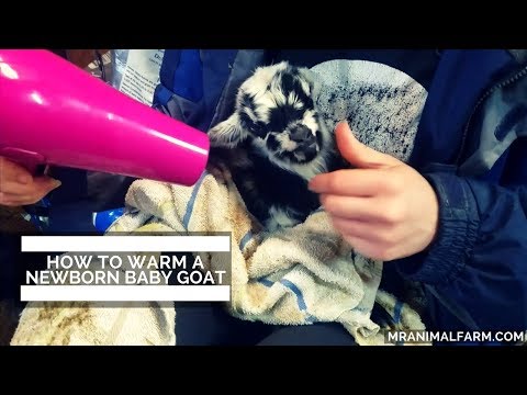 How to Warm a Newborn Baby Goat