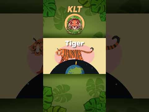 The Tiger Is A Large Orange & Black Striped Cat! | KLT WILD #shorts