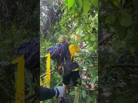 The leader sawed trees to remove obstacles on the trail 領隊鋸樹枝排除步道障礙 #taiwan #鳳凰瀑布 #hiking #登山 #東峰登山隊