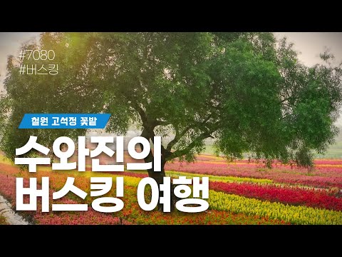 [수와진의 버스킹여행] #철원고석정꽃밭 2024.11.1