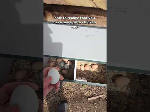 Hen Gear Rollaway Nesting Box (Clean Chicken Eggs!)