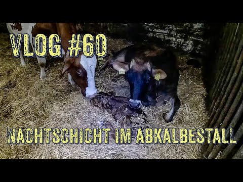 Farm-Vlog #60 Nachtschicht im Abkalbestall