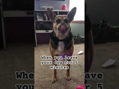 Where have you been ? #shortsfeed #animalshorts #animals #pets #trending #trendingshorts #dog