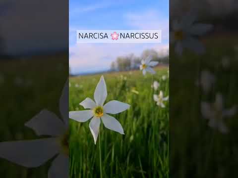 Narcisa 🌸Narcissus, #hunedoara #romania #nature #travel #discoverearth #explore #mountains #earth