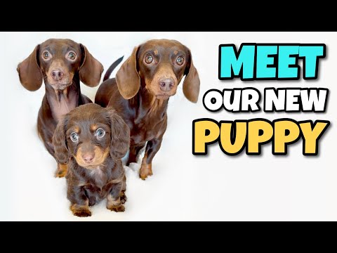 New PUPPY Alert: Mini DACHSHUND Duo get a New Baby Sister