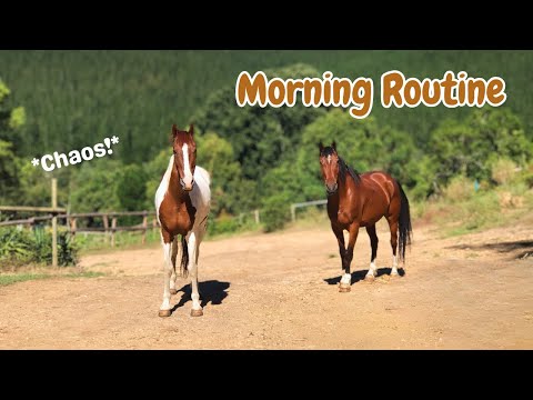 THE HORSES SUMMER MORNING ROUTINE! | Life with 7 horses