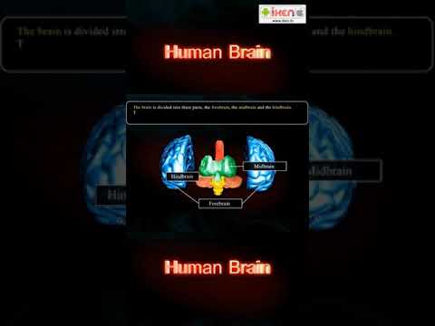 Human Brain | #Shorts | #YouTubeShorts | iKen