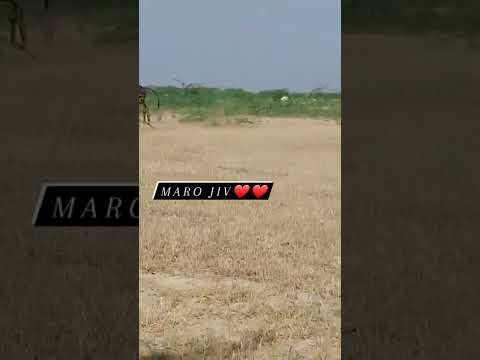 Kankrej Cow Marwad Dorda pawti RJ