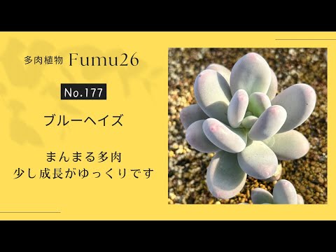 【多肉植物】カルスかなぁ･･･？ぷっくり多肉ブルーヘイズ