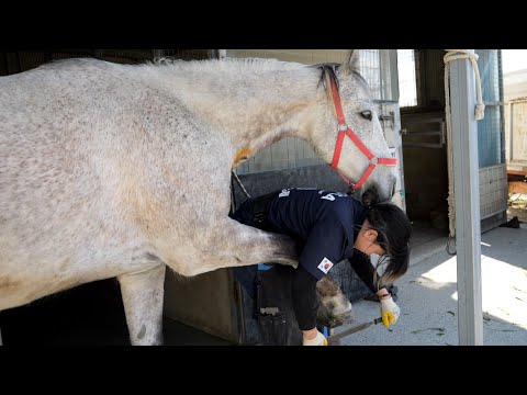 The process of a 23-year-old Korean woman quickly replacing her horse's hooves.