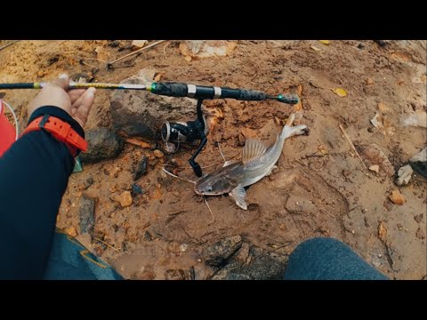 Mancing Ikan Baung Besar Di Sungai || Joran Daido || Mancing Ikan Baung Sungai #003