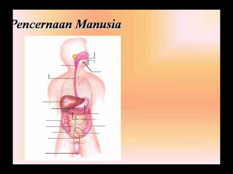 Powerpoin Biologi-PPT05BAB 6 MAKANAN DAN SISTEM PENCERNAAN