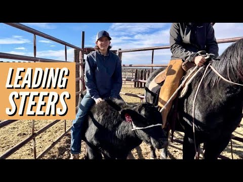 HALTERING STEERS | WEANED A BUNCH OF FOALS #jheart #monster2023foals