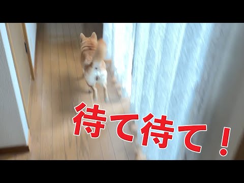 【逃走】お兄ちゃんがいる日はハッスルする柴犬こなつ　豚白菜ASMR