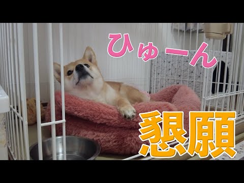 【懇願】オムツが嫌ですすり泣く柴犬　小夏　ヒート中也