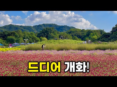 The amazing autumn destination in Korea where ten million flowers bloom! solo travel.