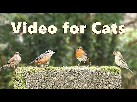 Video for Cats ~ A Fun Little Video for Cats to Watch