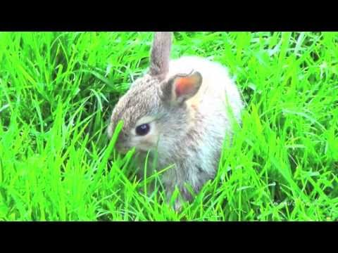 Small bunny rabbit eats grass